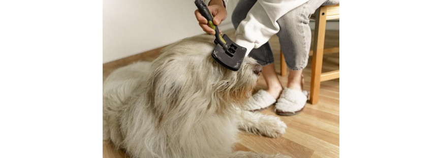 Cepillado de pelo en perros
